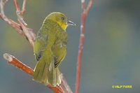 Olive-green Tanager - Orthogonys chloricterus