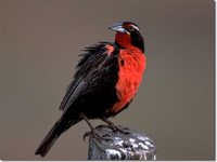 Long-tailed Meadowlark - Sturnella loyca