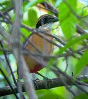 mangrove pitta