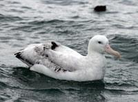 Gibson's Albatross (Diomedea gibsoni)