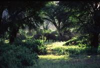 African Elephant Herd