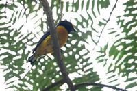 Orange-bellied  euphonia   -   Euphonia  xanthogaster   -