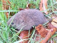 Meadow Vole Life Cycle, is one of the shortest of all mammals (Click to enlarge)