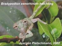 Bradypodion xenorhinum