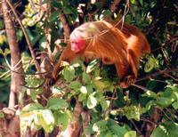 uakari Flickr