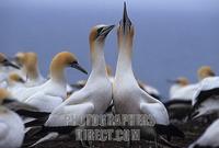 Northern gannet ( Morus bassanus ) colony , Cape Kidnappers , North Island , New Zealand stock p...