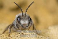 Grey Mining Bee ( Andrena vaga ) , wild bee stock photo