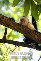 White faced Capuchin monkey , Costa Rica . stock photo