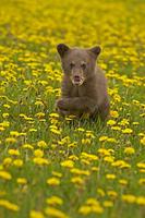 ...Black Bear ( Ursus americanus ) in field of yellow wild flowers , Kettle River , Minnesota , USA