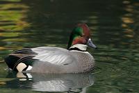 Falcated Duck, Escondido, CA