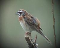 Meadow Bunting