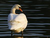 Mute Swan (Cygnus olor)