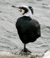 Cormorant (Phalacrocorax carbo)