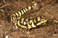 : Ambystoma tigrinum; Tiger Salamander