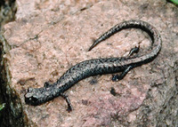 : Batrachoseps stebbinsi; Tehachapi Slender Salamander