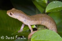 : Bolitoglossa schizodactyla