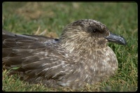 : Catharacta antarctica; Southern Skua