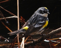 : Dendroica coronata; Myrtle Warbler