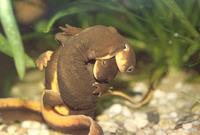 : Taricha granulosa; Rough-skinned Newt