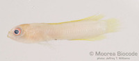 : Pseudoplesiops revellei
