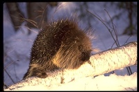 : Erethizon dorsatum; Porcupine