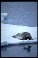 : Erignathus barbatus; Bearded Seal