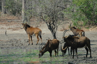 : Hippotragus niger niger; Sable Antelope