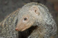 : Mungos mungo; Banded Mongoose