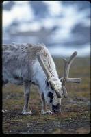 : Rangifer tarandus platyrhynchus; Svalbard Reindeer
