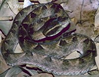 : Calloselasma rhodostoma; Malayan Pitviper