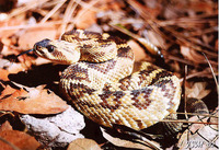 : Crotalus molossus; Blacktailed Rattlesnake