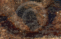 : Ephydra hydropyrus hians; Brine Fly;