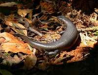 : Egernia major; Land Mullet