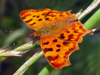 : Polygonia c-album