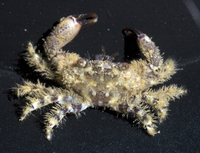 : Pilodius scabriculus