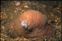 : Polinices lewisii; Lewis' Moonsnail