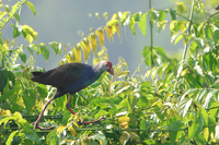 Purple Swamphen (Porphyrio porphyrio)