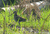 Common Snipe 扇尾沙錐