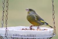 유럽산 방울새(green finch)