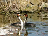 Toppet lappedykker (Podiceps cristatus) Foto/billede af