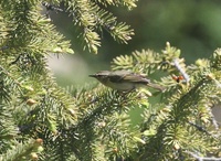 バフマユムシクイ Buff-browed Warbler Phylloscopus humei