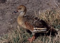 Plumed Whistling-Duck (Dendrocygna eytoni)