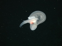 Mollusk (Order Nudibranchia) swimming on the flank of Davidson Seamount at