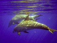 Spinner Dolphins