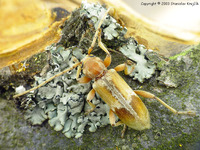 Trichoferus pallidus