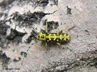 Saperda scalaris scalaris