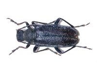 Cortodera kaphanica