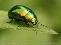 Chrysolina herbacea var. resplendens