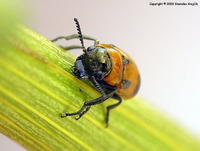 Coptocephala rubicunda