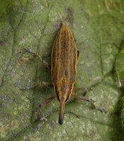 Lixus iridis